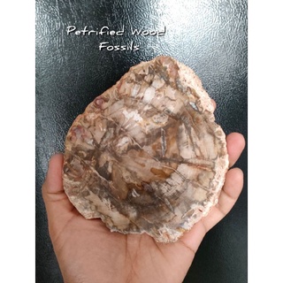 🌲 ฟอสซิล ไม้กลายเป็นหิน มาดากัสการ์ 🌿 [ Petrified Wood Fossils ]