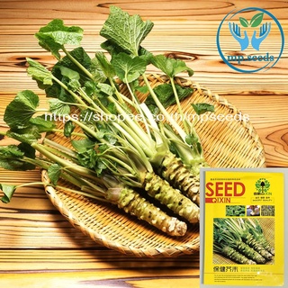 เมล็ดวาซาบิ 1, 000 เมล็ด Wasabi seed