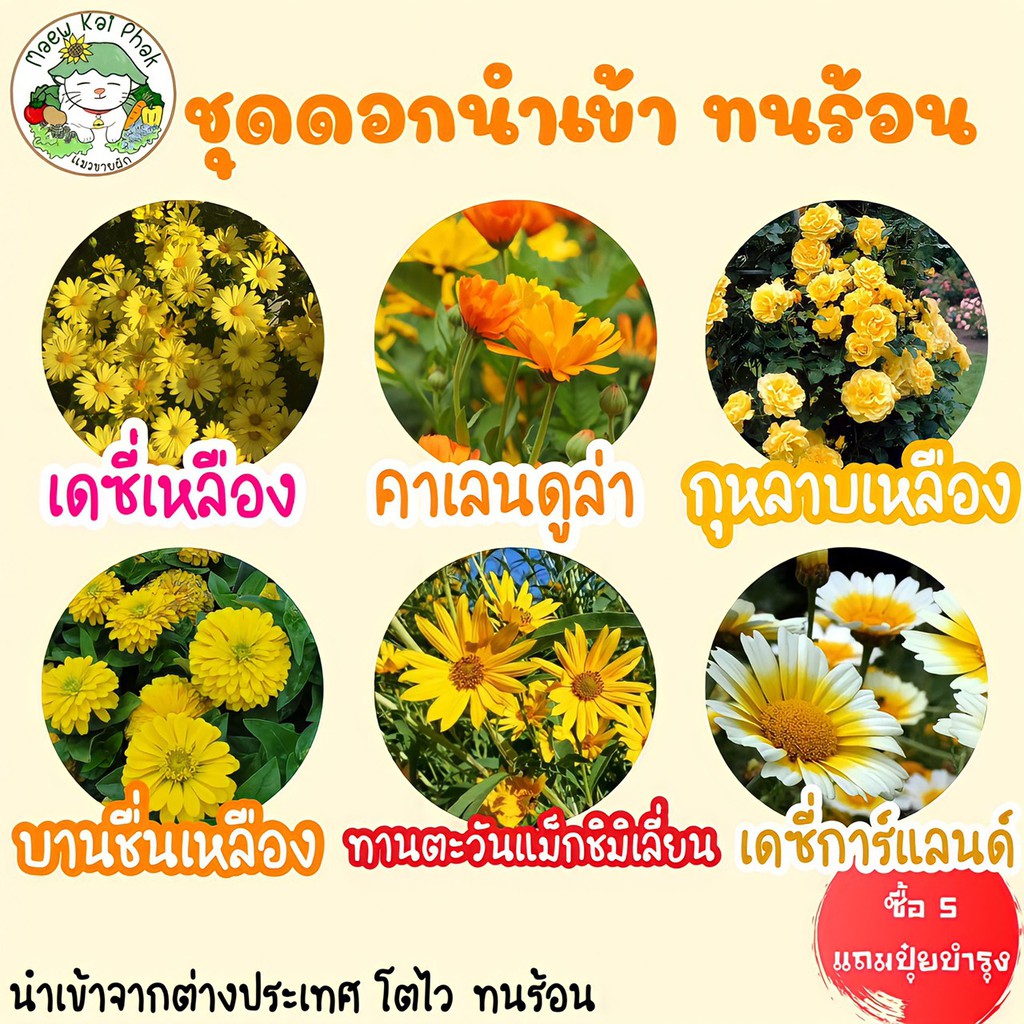 เมล็ดพันธุ์ ชุดดอกไม้สีเหลือง ปลูกง่าย ทนร้อน โตไว พร้อมส่ง เดซี่เหลือง/คาเลนดูล่า/กุหลาบเลื้อยสีเหลือง/บานชื่นสีเหลือง