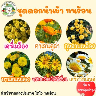 เมล็ดพันธุ์ ชุดดอกไม้สีเหลือง ปลูกง่าย ทนร้อน โตไว พร้อมส่ง เดซี่เหลือง/คาเลนดูล่า/กุหลาบเลื้อยสีเหลือง/บานชื่นสีเหลือง