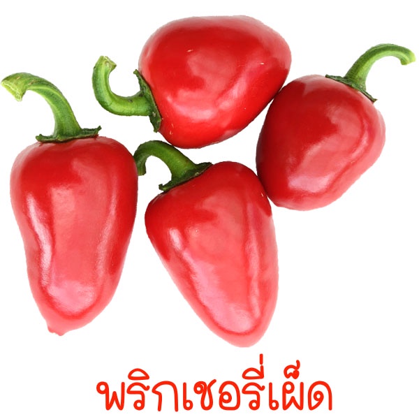 พริกเชอรี่ ถูกที่สุด10บ. เมล็ดพันธุ์พริกเชอรี่ 20 เมล็ด ปลูกง่าย ผลดก เผ็ดจัด