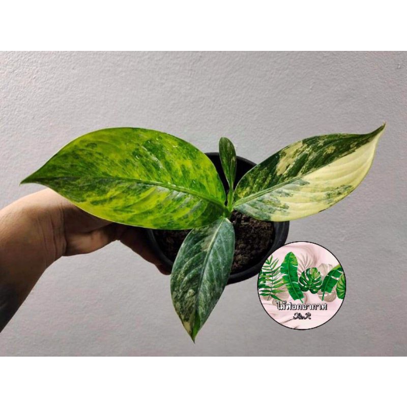 เศรษฐีวินสันด่าง ต้นไม้มงคลDieffenbachia Variegated ไม้สะสม ไม้หายาก ต้นไม้ฟอกอากาศ ต้นไม้ประดั เสริมโชคลาภบารมี