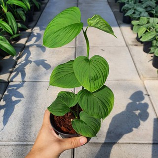 philodendron sp peru ฟิโลเดนดรอนเปรู