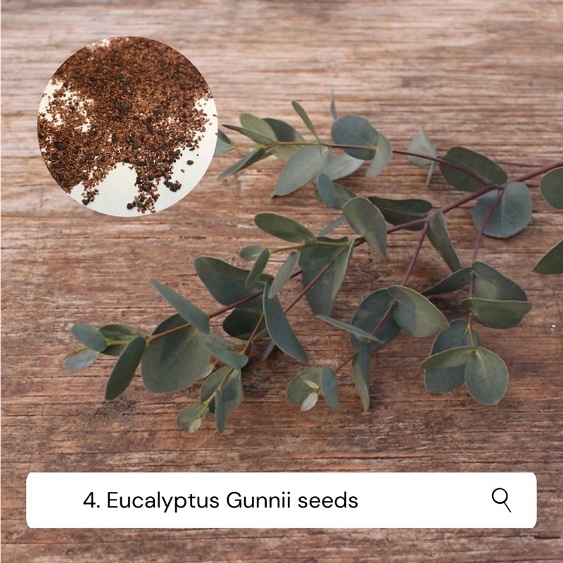 เมล็ดยูคาลิปตัสใบกลม ซิลเวอร์ดรอป ( Eucalyptus gunnii ) ชุดละ 10 เมล็ด