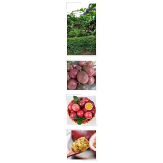 50 PcsPassionate Fruit Plant Passionate Climbing Climbing Climb Climb Climb Climb Climb Climb Climb Climb Climb Climb Cl