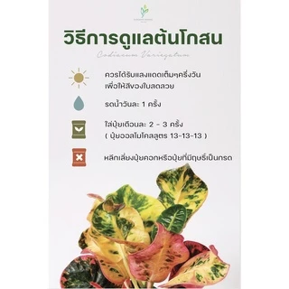 ต้นโกสนพันธุ์ หยาดมณี ไซส์สูง 15-20 เซนติเมตร ซื้อ 10 แถม 1 (จัดส่งแบบถอดกระถาง+รับประกันสินค้า)