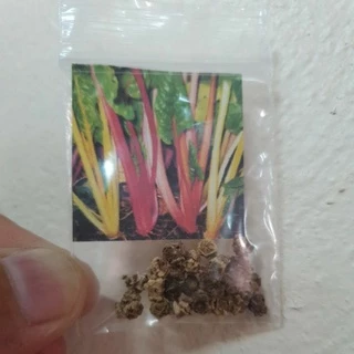 สวิสชาร์ด🎊สีรุ้ง🎯ถูกที่สุด!!10บ.🎯เมล็ดพันธุ์สวิสชาร์ดสีรุ้ง 20 เมล็ด🥬คะน้าสวิส🥦ปลูกง่าย🎊โตไว🥬สีสวย