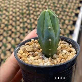 ตอบลู#มีรากแล้ว#ไม้เมล็ด#ไม้ไทย #( Myrtillocactus Geometrizans ) #ตอกราฟไม้ #แคคตัส #กระบองเพชร# cactus