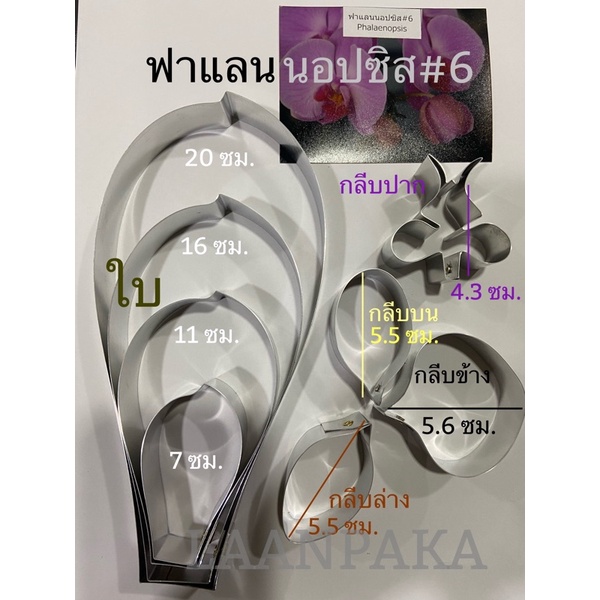 พิมพ์ตัดฟาแลนนอปซิสไซส์6