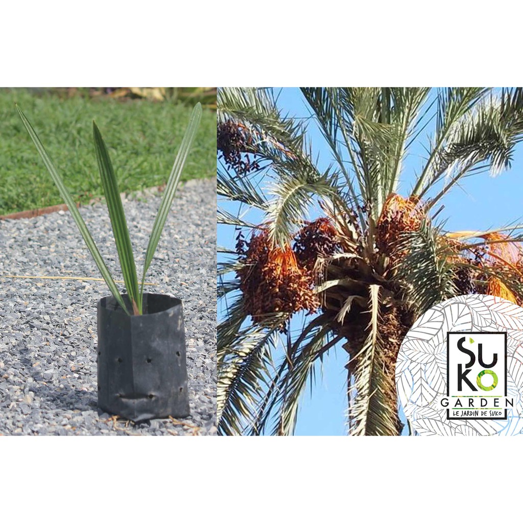 ต้นอินทผาลัม ขนาด 40-50 ซม. |  อินทผลัม หลากหลายพันธุ์ | Arecaceae Phoenix dactylifera | Date Palm