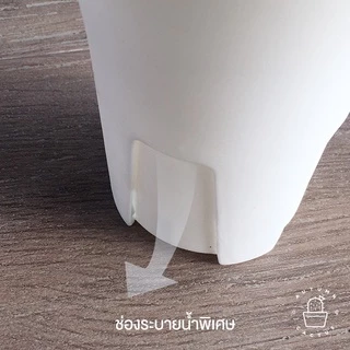 ⚫️⚪️ กระถางพลาสติก ทรงสูง สำหรับปลูก แคคตัส กระบองเพชร ไม้อวบน้ำ ปากกระถางเป็นรูป ปากแตร ขนาด 3.5,4,4.5 นิ้ว ⚫️⚪️