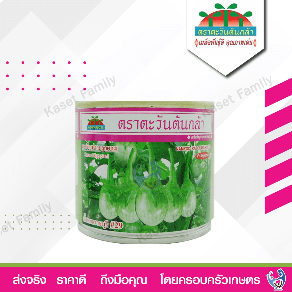 มะเขือเปราะน้ำหยดราชบุรี 29 บรรจุ 20 กรัม / 50กรัม เมล็ดมะเขือเปราะ ตราตะวันต้นกล้า
