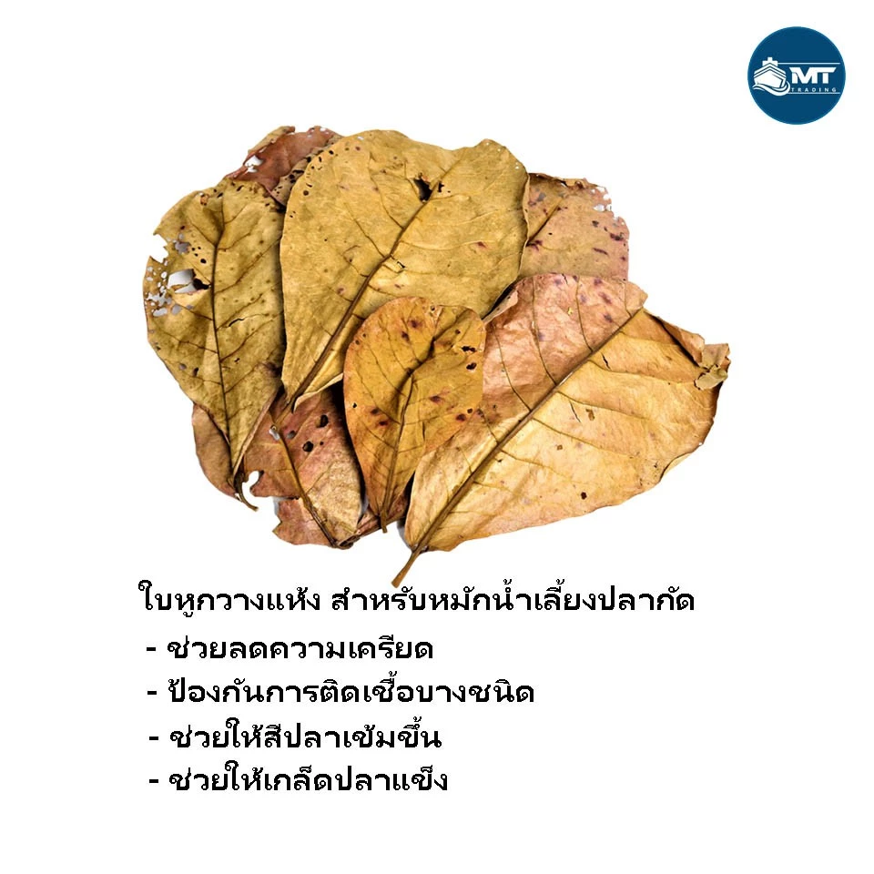 ใบหูกวางตากแห้ง ใบสวยเต็มใบ บรรจุ 15 ใบ. ช่วยปรับสมดุลน้ำ สารพัดประโยชน์ สะอาดปลอดภ้ย