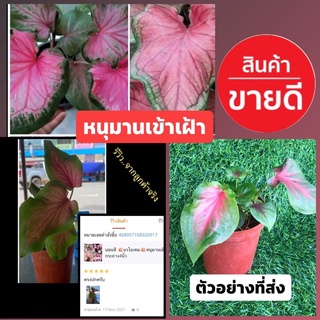 บอนสีหนุมานเข้าเฝ้า(ส่งทั้งกระถาง)3ใบขึ้นทุกกระถาง