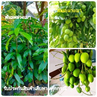 ต้นมะม่วงเบา(เพาะเมล็ด) ติดผลดกช่อละ15-20ผล ออกผลตลอดปี ต้นสูง60cm.(2ต้น)