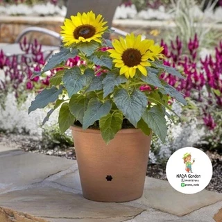 เมล็ดพันธุ์ ทานตะวันแคระ 50เมล็ด (Dwarf sunflower 50 seed)