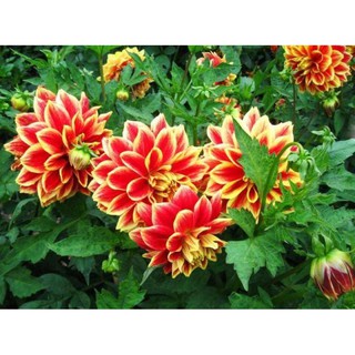 เหง้า หัวไม้ ดอกรักเร่ หรือดอกดาห์เลีย (Dahlia) Dahlia Sun Fire ดอกใหญ่ สินค้านำเข้า เหง้าแข็งแรงใหญ่