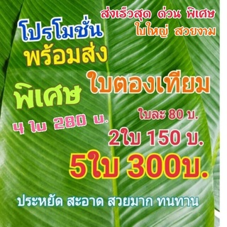 🍀ใบตองปลอม ใบตองเทียม ใบตอง สด ธรรมชาติ ใบตองพลาสติก ใบตองตกแต่ง ใบกล้วย  กล้วย  banana leaf ใบไม้ ใบไม้ปลอม ตกแต่ง  bg