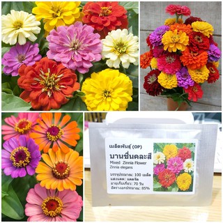 เมล็ดพันธุ์ ดอกบานชื่นคละสี (Mixed Zinnia Flower Seed) บรรจุ 100 เมล็ด คุณภาพดี ราคาถูก ของแท้ 100%