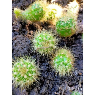 BABY CACTUS WITH BABIES ( COMMON CACTUS)花园/内裤/生菜/木瓜/裙子/儿童/上衣/苹果/芹菜/手链//กุหลาบ L4C8