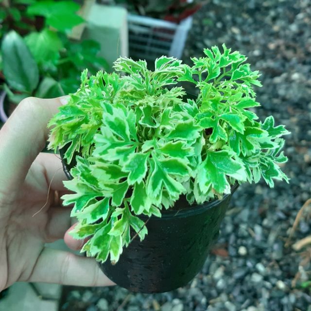 เล็บครุฑด่าง ไม้มงคล ไม้ประดับ | Shopee Thailand
