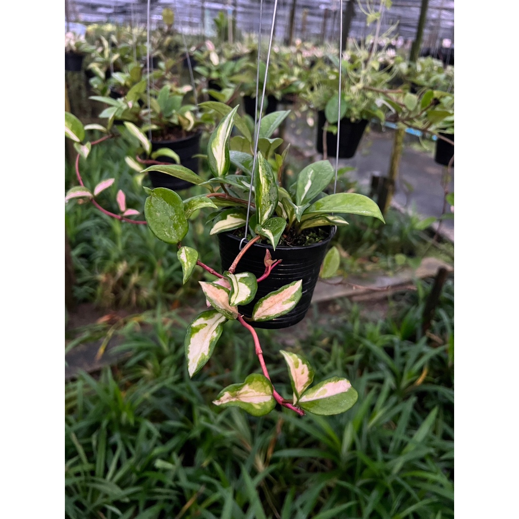 มุมมอง 3