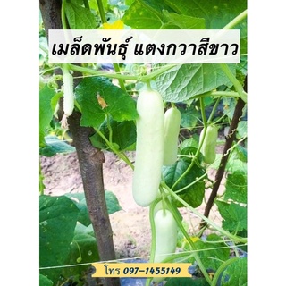 เมล็ดพันธุ์ แตงกวาสีขาว White Wonder 70-80เมล็ด