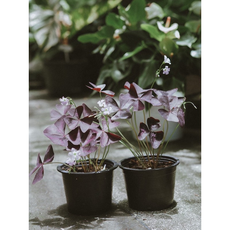 ผีเสื้อราตรี  Oxalis sp.