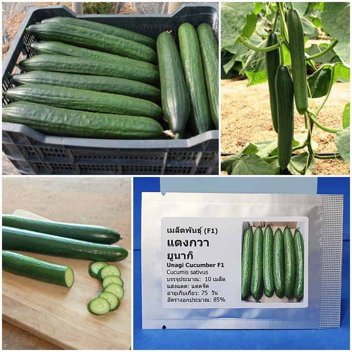 เมล็ดพันธุ์ แตงกวา ยูนากิ Unagi Cucumber F1 Seed บรรจุ 10 เมล็ด คุณภาพดี ของแท้ 100%