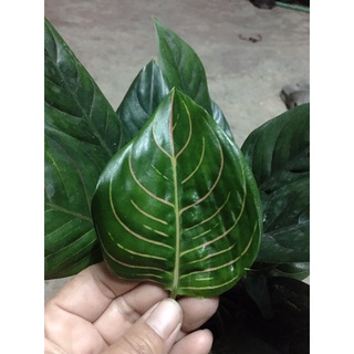 Table Decor Tiger/ Black Dragon Aglaonema #โพธิ์มหาลาภ  #ว่านขันหมากราชา🍀 ปลูกเพื่อความเป็นสิริมงคล🎯