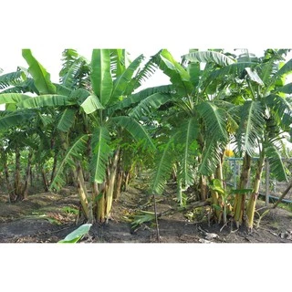 หน่อกล้วยน้ำว้า ปากช่อง 50 (Pisang Awak Banana Shoot) สั่งซื้อได้ไม่เกิน 5 หน่อต่อ 1 คำสั่งซื้อค่ะ