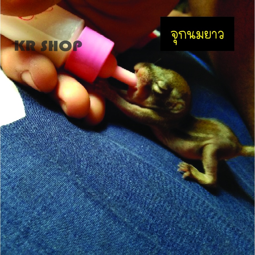 นมสัตว์แรกเกิดพร้อมขวดนมขนาด30ml. สำหรับป้อนลูกหนู กระรอก แมว กระต่าย สุนัข แรกเกิดหรือสัตว์เลี้ยงขนาดเล็ก - รูปที่ 3