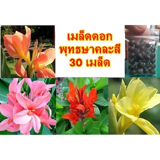 เมล็ดดอกพุทธษาคละสี 30 เมล็ด มีบริการเก็บเงินปลายทาง