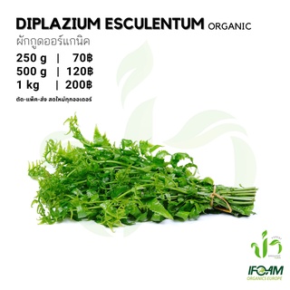 ผักกูดออร์แกนิค Organic Diplazium Esculentum มาตรฐานออร์แกนิค IFOAM ผักสลัด ผักสด เก็บ-แพ็ค-ส่ง เก็บใหม่ทุกออเดอร์