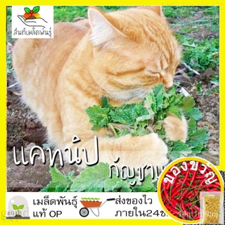 เมล็ดอวบอ้วน100%เมล็ดพันธุ์ แคทนิป กัญชาแมว 1000 เมล็ด Catnip Seed เมล็ดพันธุ์แท้100%นำเข้าจากต่างประเทศ ปลูกผัก สวน ตำแ