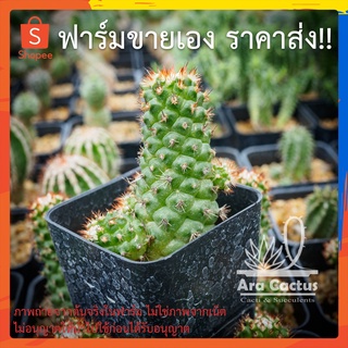 สวนขายเอง! แมมนิ้วทองหนามสั้น Mammillaria elongata bravispina ไซส์กระถาง 4 นิ้ว แคคตัส กระบองเพชร ต้นไม้ประดับ อวบน้ำ