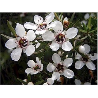 เมล็ดพันธุ์ มานูก้า สีขาว (ออสเตรเลีย)/Manuka Seeds White  (Australia) 100+เมล็ด