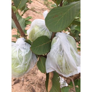 ฝรั่งสดพันธุ์สาลี่ทอง (ไร้เมล็ด) ปลูกและดูแลแบบปลอดสาร 2 กิโลกรัม 100 บาท .. วิรินทิพย์ฟาร์ม จ. ชัยภูมิ