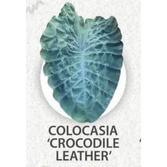 colocasia crocodile leather  บอนหนังจระเข้ บอนจระเข้