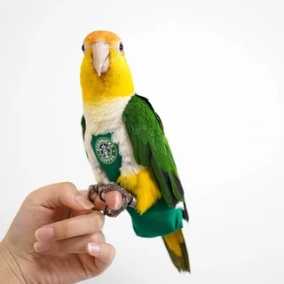 ชุดนกแก้ว Starbucks / Parrotbucks ผ้าอ้อม สําหรับนกแก้ว
