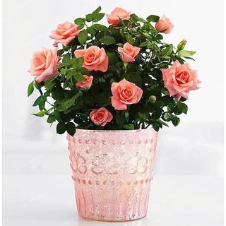 30 เมล็ด ดอกกุหลาบ สีโอรส พันธุ์แคระ กุหลาบจิ๋ว Rose Seeds