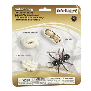 Safari : SFR663916 วงจรชีวิตมด Life Cycle of an Ant