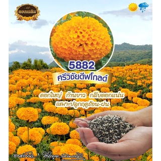 ศรีวิชัย สีทองเข้ม ดีฟโกลด์ 5882 ทองเฉลิม ดาวเรือง ดอกจัมโบ้