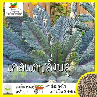 เมล็ดพันธุ์ ชุดคะน้าเคล ขายดีที่สุด ปลูกกินก็ได้ ปลูกขายก็ดี โตไว พร้อมส่ง เคลใบหงิก/เคลลาชินาโต/เคลแดงรัสเซีย/เคลไดโน