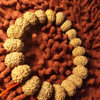 Rudraksha mukhi สร้อยข้อมือ jenitri แบบสุ่ม