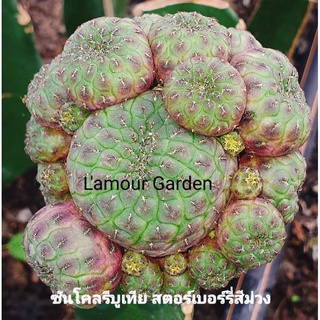 หน่อเด็ดสด แคคตัส ซันโคลรีบูเทีย สตอร์เบอร์รี่สีม่วง ตัวใหม่สวยๆ