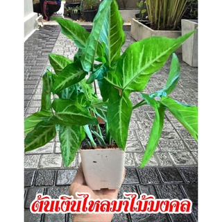 🚫  3 ต้น = 29 บ.  พร้อมปลูก 🌿 ว่านเงินไหลมาเทมา ไม้ฟอกอากาศ ไม้มงคล ไม้ประดับตกแต่งบ้าน