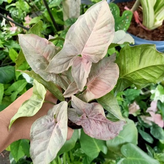 ❤️ (7/9/65) Syngonium Pink Spot 🌱 พิ้งค์สปร์อต สีชมพู  ด่างสวยๆ 🌱 ไม้ฟอกอากาศ ไม้ด่าง 🌱 [SPS]