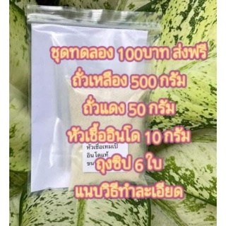 หัวเชื้อเทมเป้ชุดทดลอง