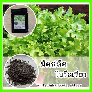 พร้อมส่ง ❗ รหัส 087 เมล็ดพันธุ์แท้ OP แท้  ผักสลัดโบว์ลเขียว - White Salad Bowl Lettuce เมล็ดผักสลัด ผักสลัด เมล็ดพันธุ์